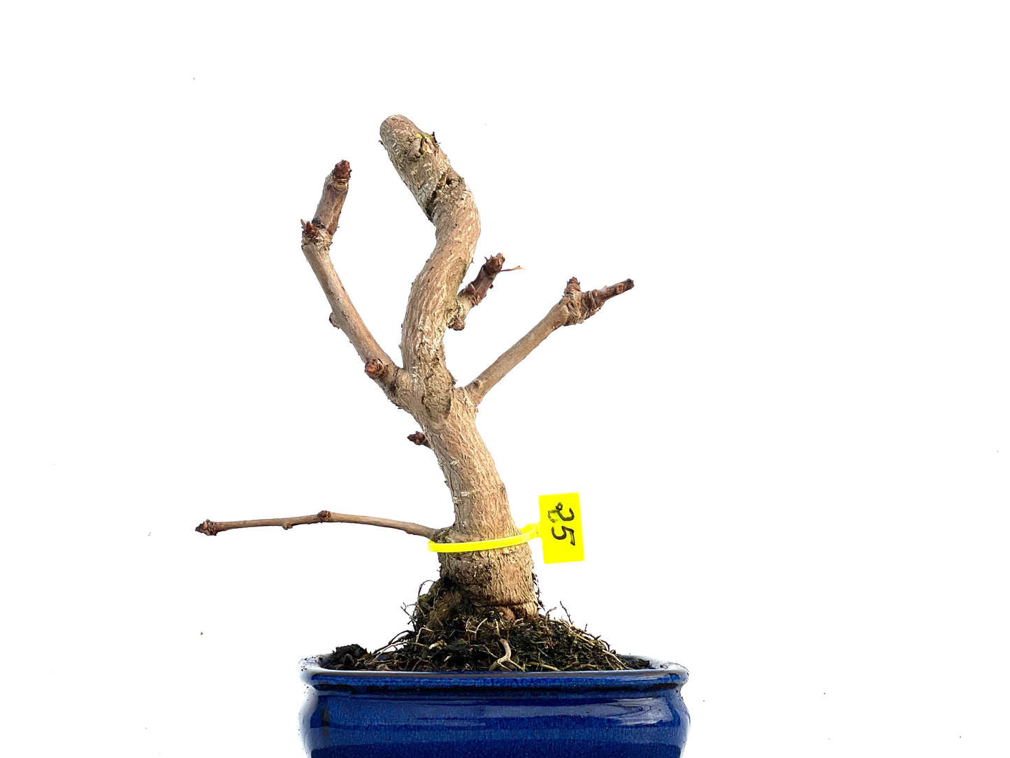 Ginkgo Biloba 3430