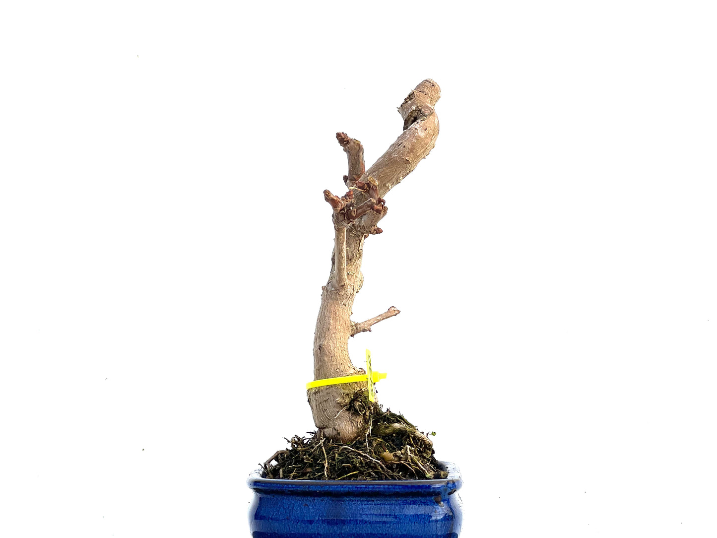 Ginkgo Biloba 3430