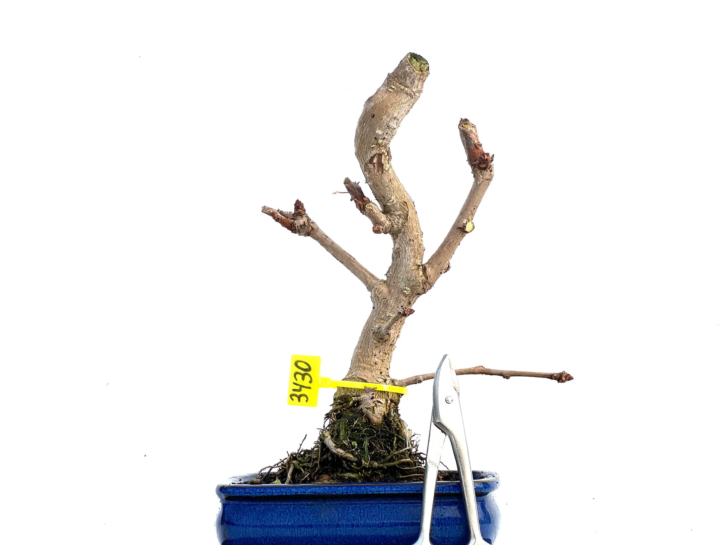Ginkgo Biloba 3430
