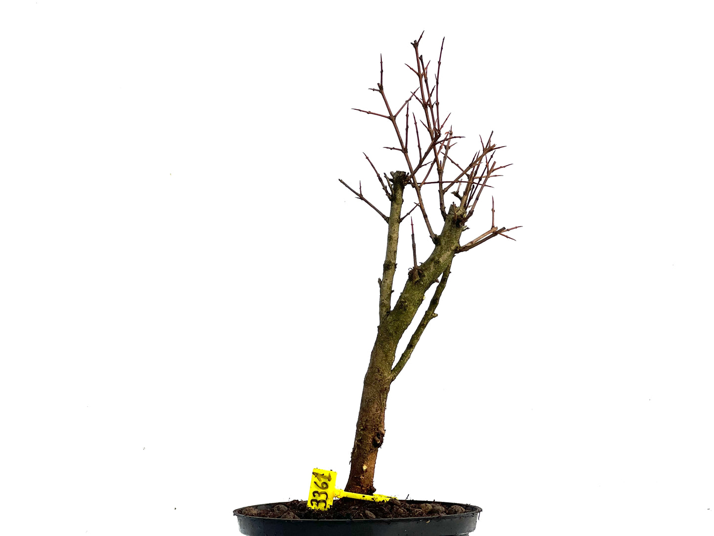 Punica Granatum Nana 3361