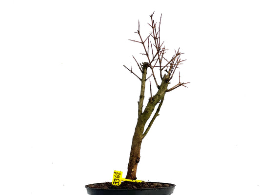 Punica Granatum Nana 3361