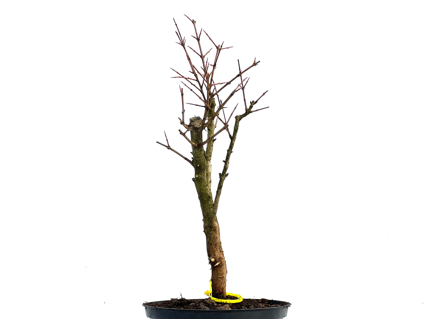 Punica Granatum Nana 3361