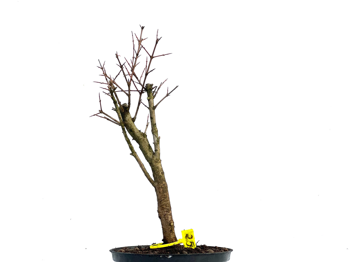 Punica Granatum Nana 3361