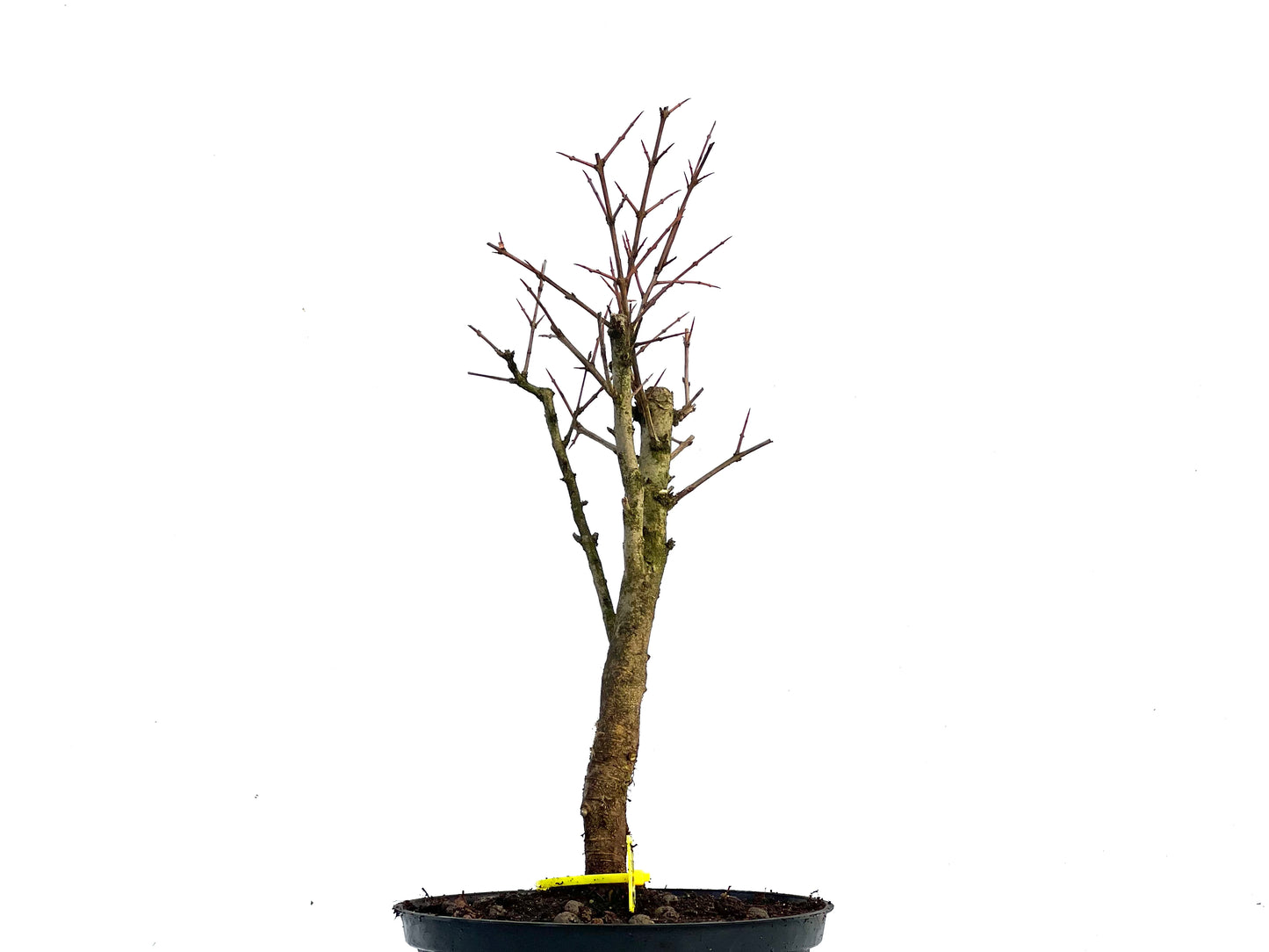 Punica Granatum Nana 3361