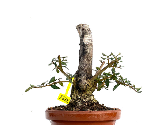 Olea Europaea Sylvestris 3431