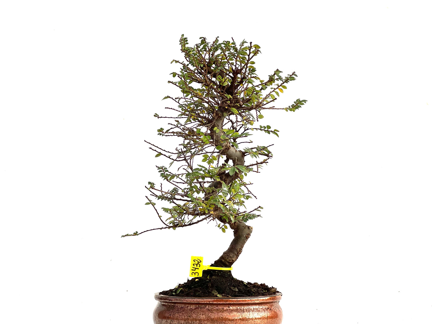 Ulmus Hokkaido 3432