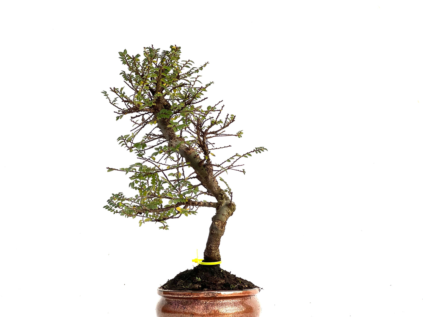 Ulmus Hokkaido 3432