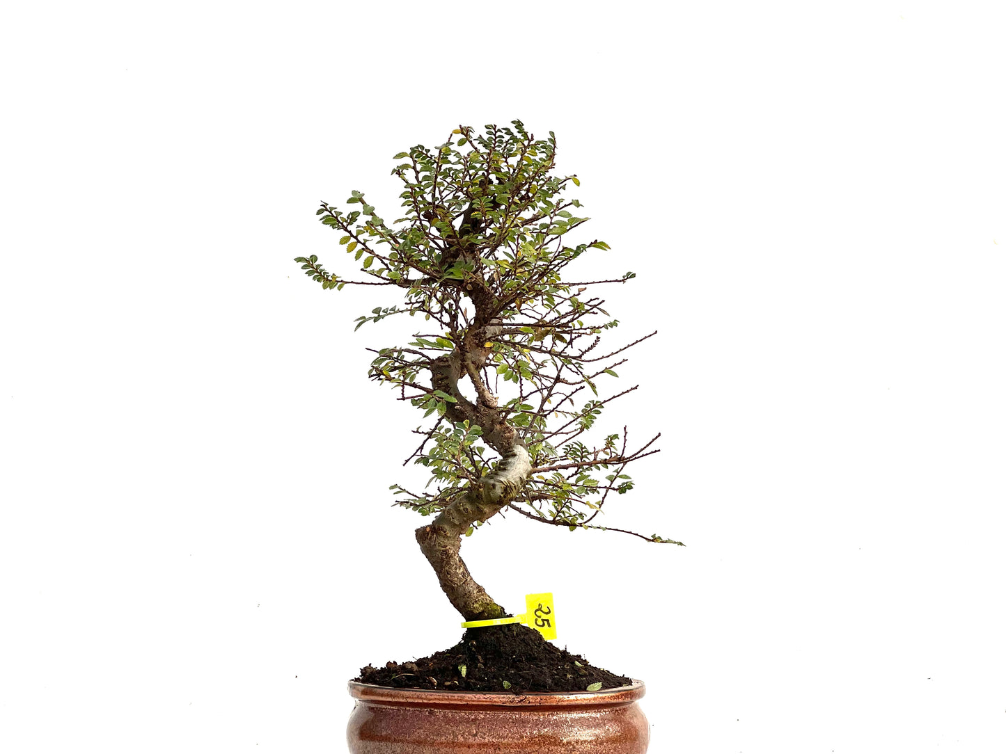 Ulmus Hokkaido 3432