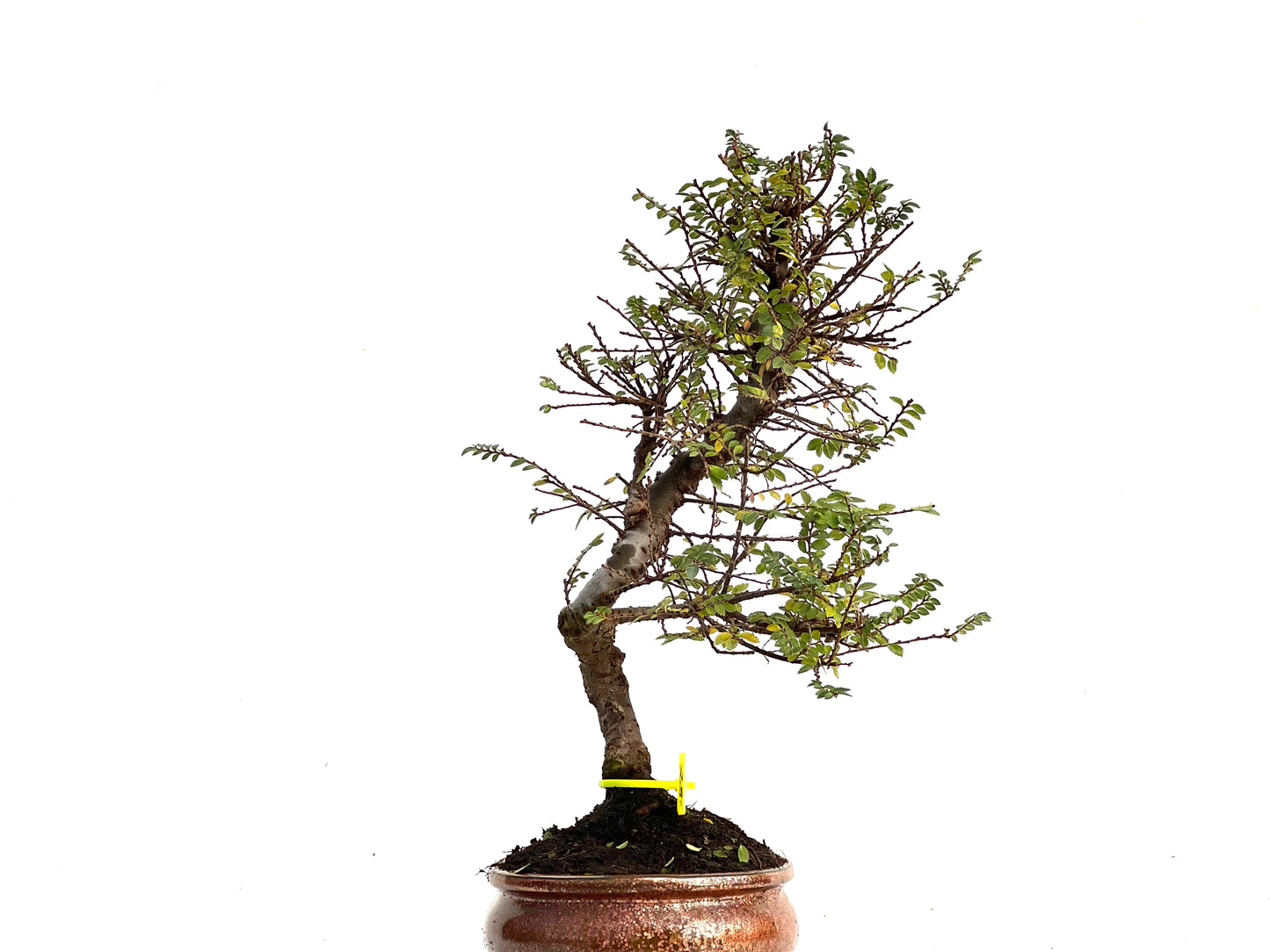 Ulmus Hokkaido 3432