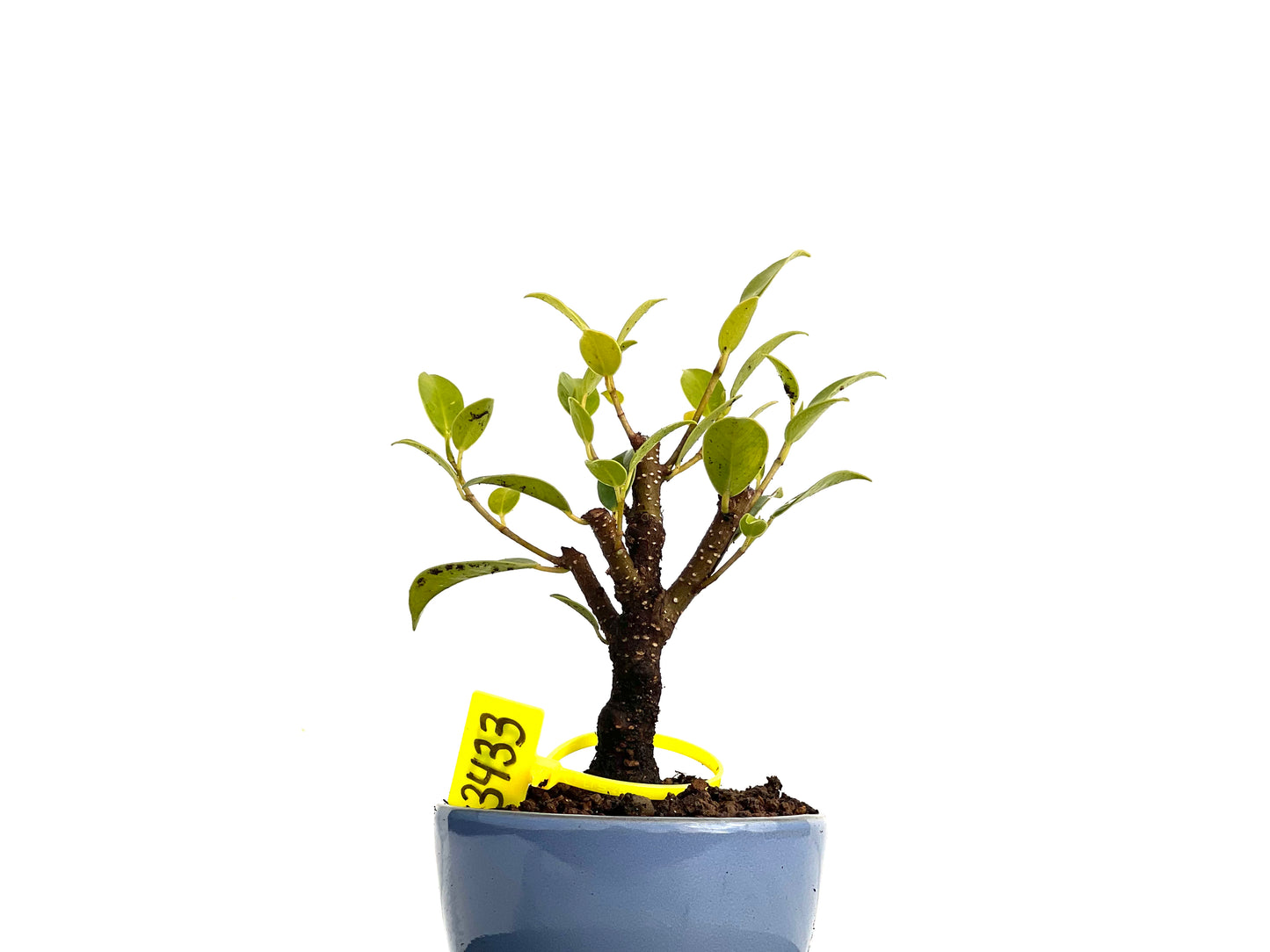 Ficus Tiger Bark 3433
