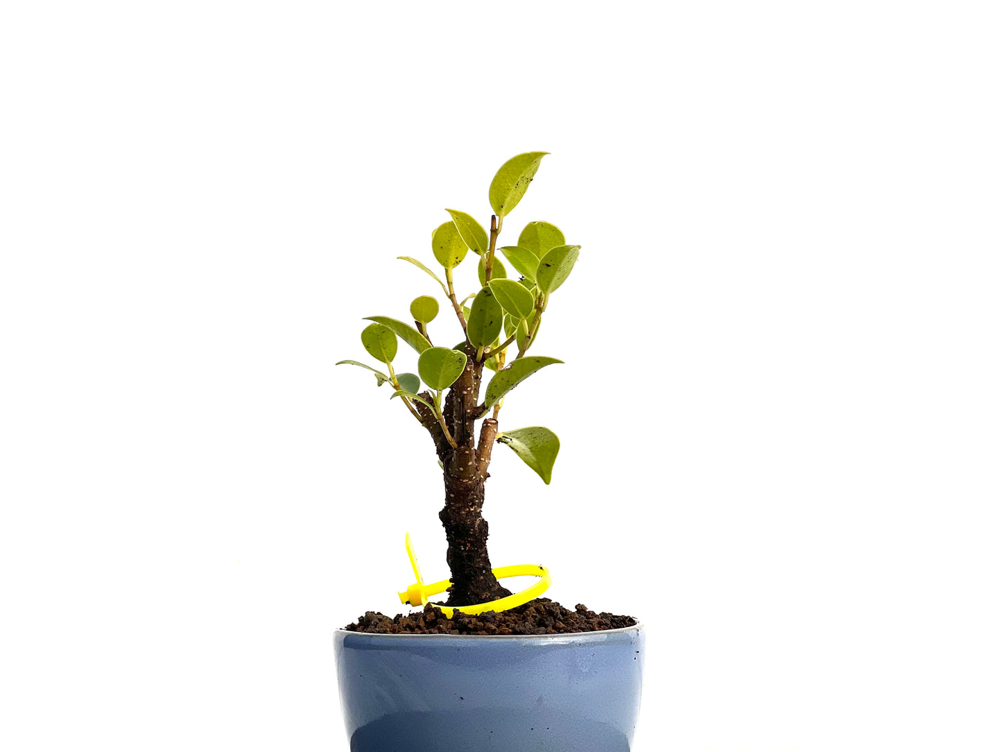 Ficus Tiger Bark 3433