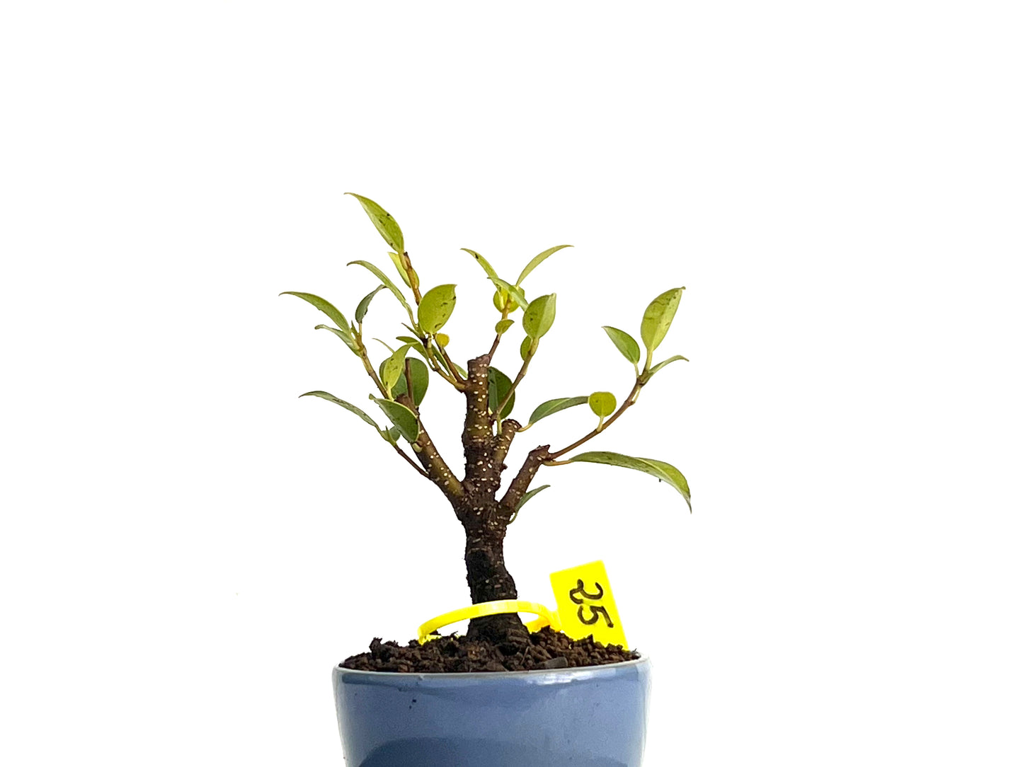 Ficus Tiger Bark 3433