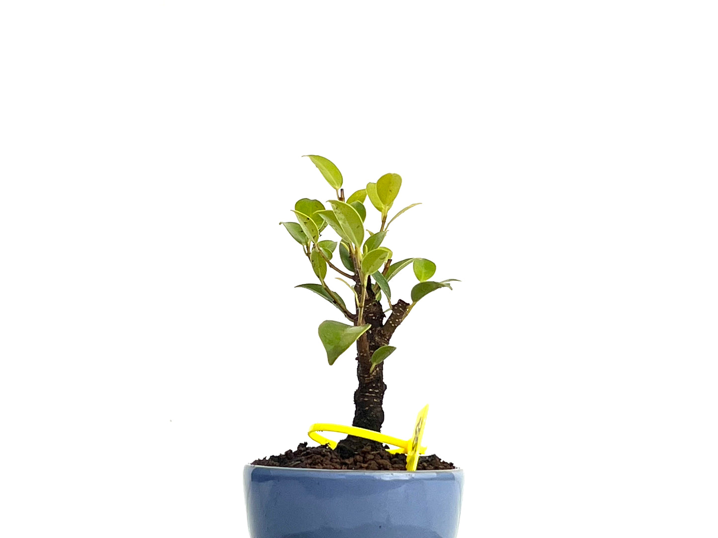 Ficus Tiger Bark 3433