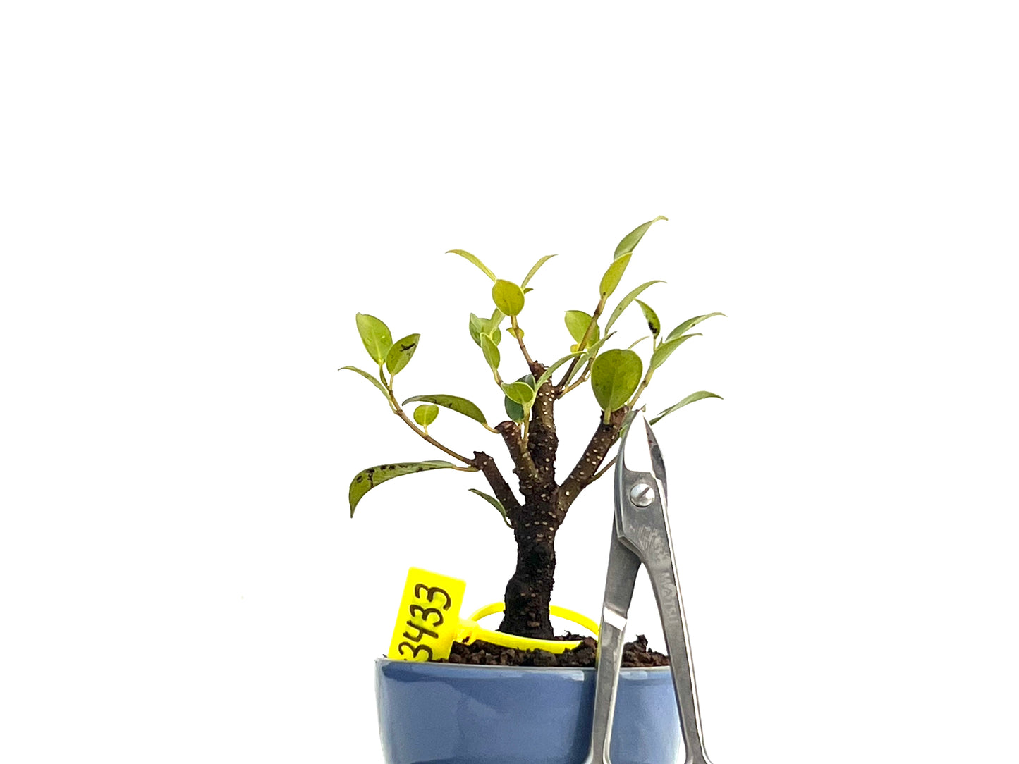 Ficus Tiger Bark 3433