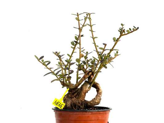 Olea Europaea Sylvestris 3434