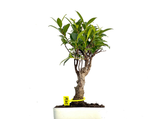 Ficus Tiger Bark 3436