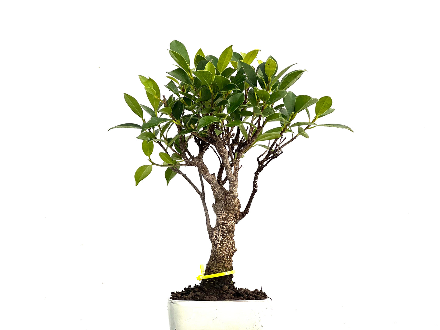 Ficus Tiger Bark 3436