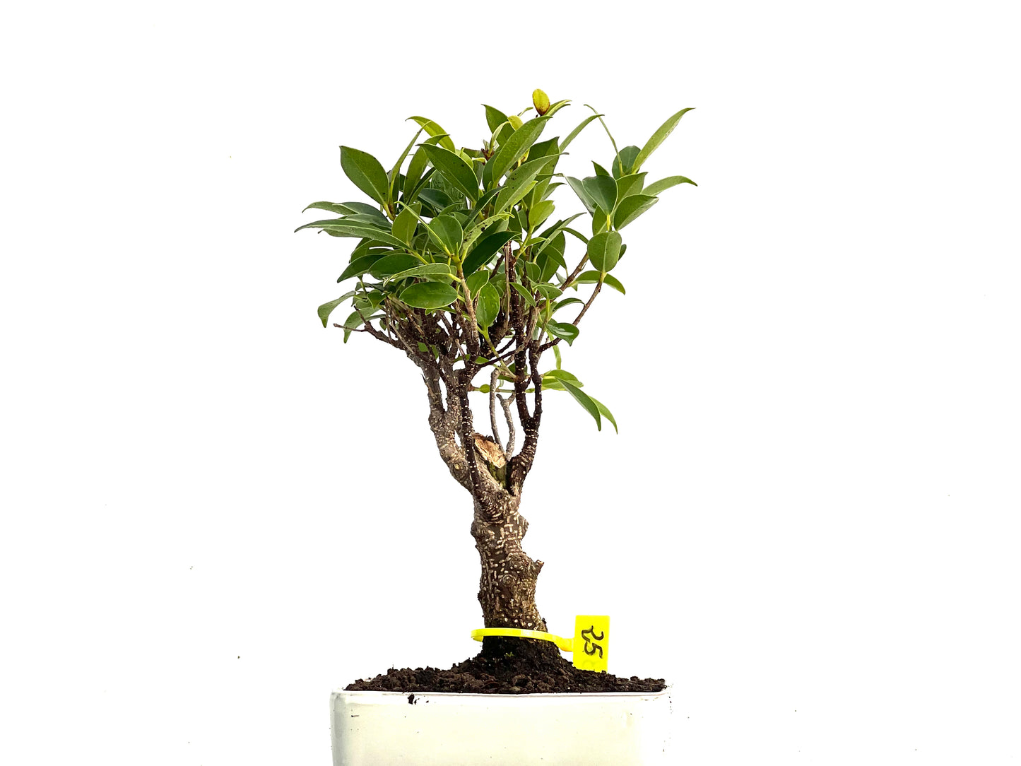 Ficus Tiger Bark 3436