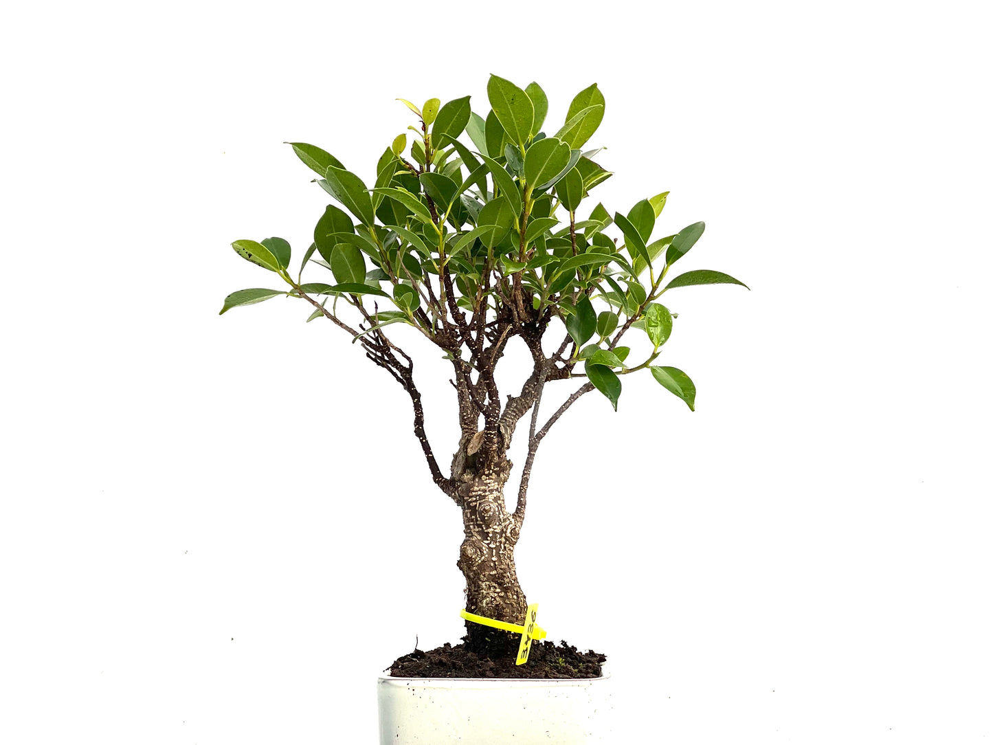 Ficus Tiger Bark 3436