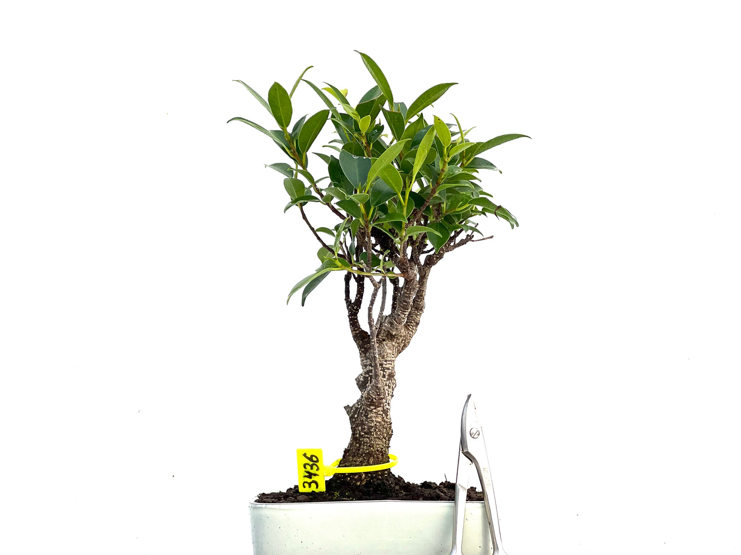 Ficus Tiger Bark 3436
