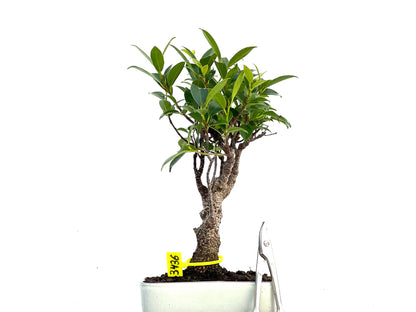Ficus Tiger Bark 3436