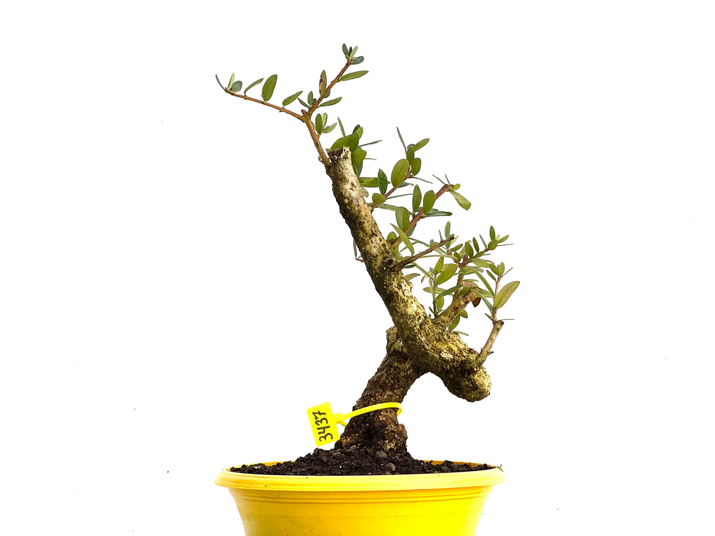 Olea Europaea Sylvestris 3437