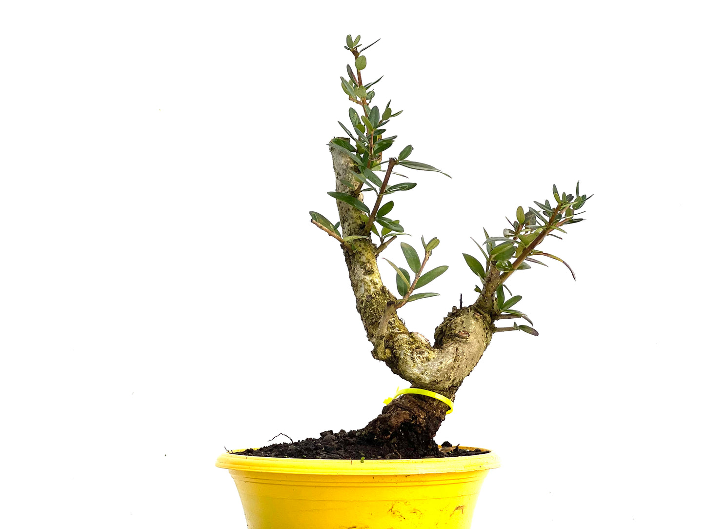 Olea Europaea Sylvestris 3437