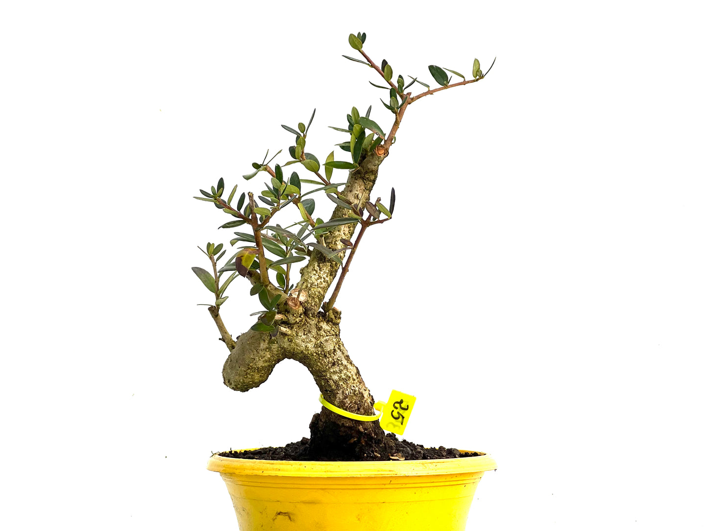Olea Europaea Sylvestris 3437