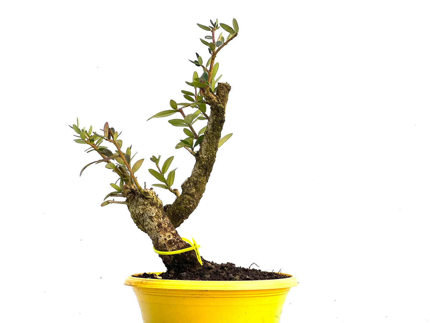 Olea Europaea Sylvestris 3437