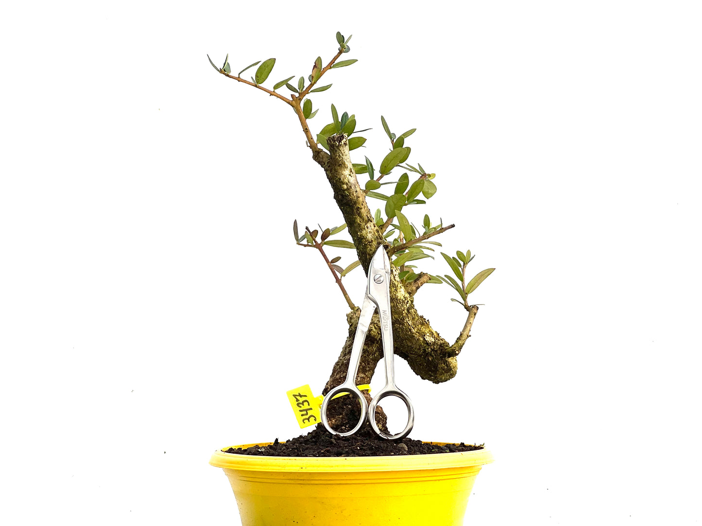 Olea Europaea Sylvestris 3437