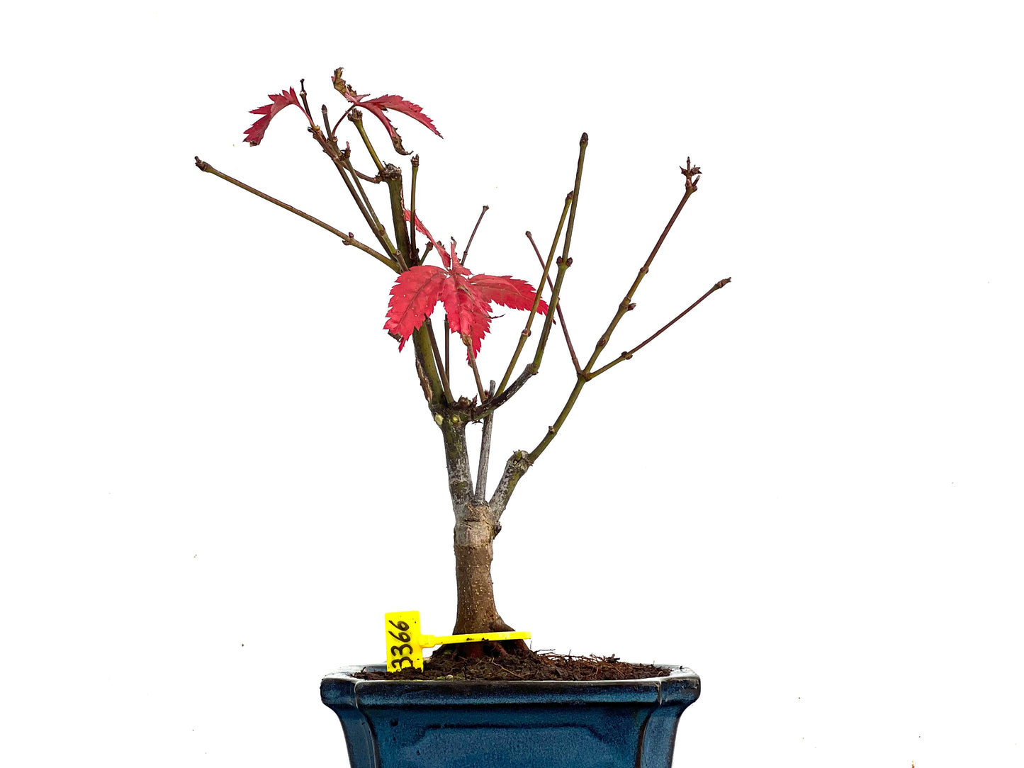 Acer Palmatum Atropurpureum 3366