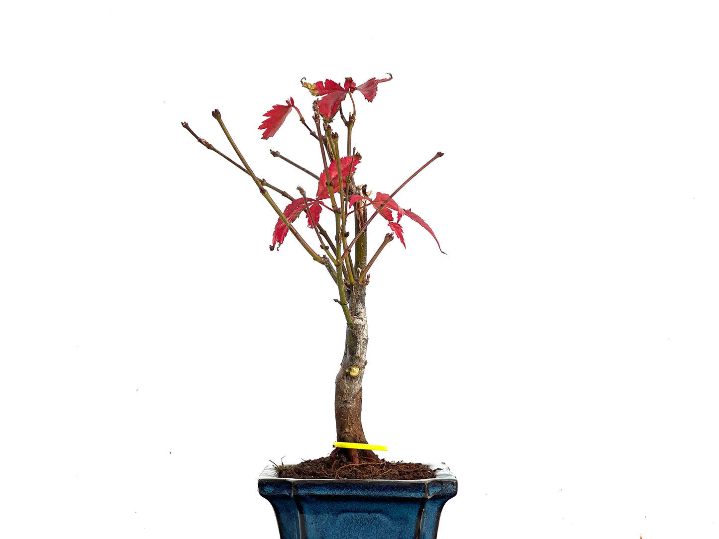 Acer Palmatum Atropurpureum 3366
