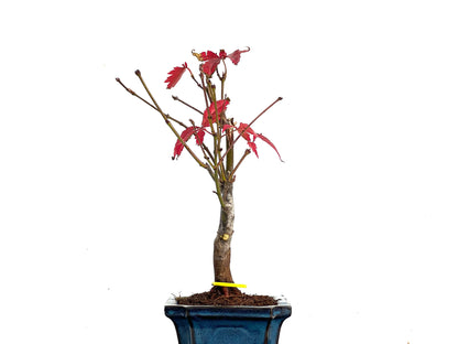 Acer Palmatum Atropurpureum 3366