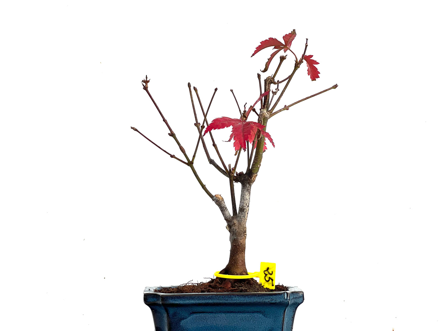 Acer Palmatum Atropurpureum 3366