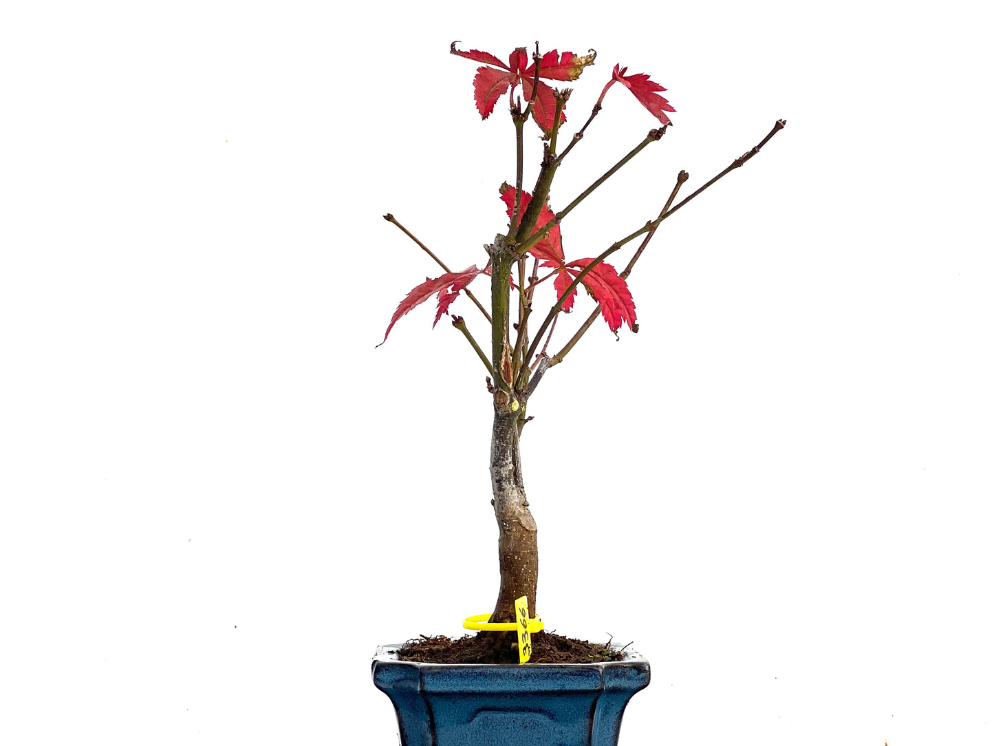 Acer Palmatum Atropurpureum 3366