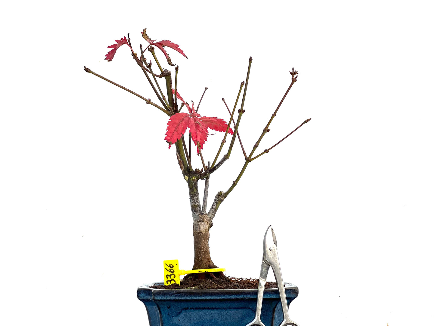 Acer Palmatum Atropurpureum 3366