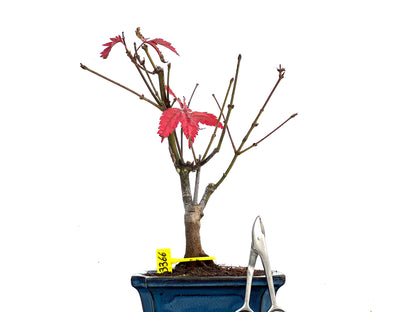 Acer Palmatum Atropurpureum 3366