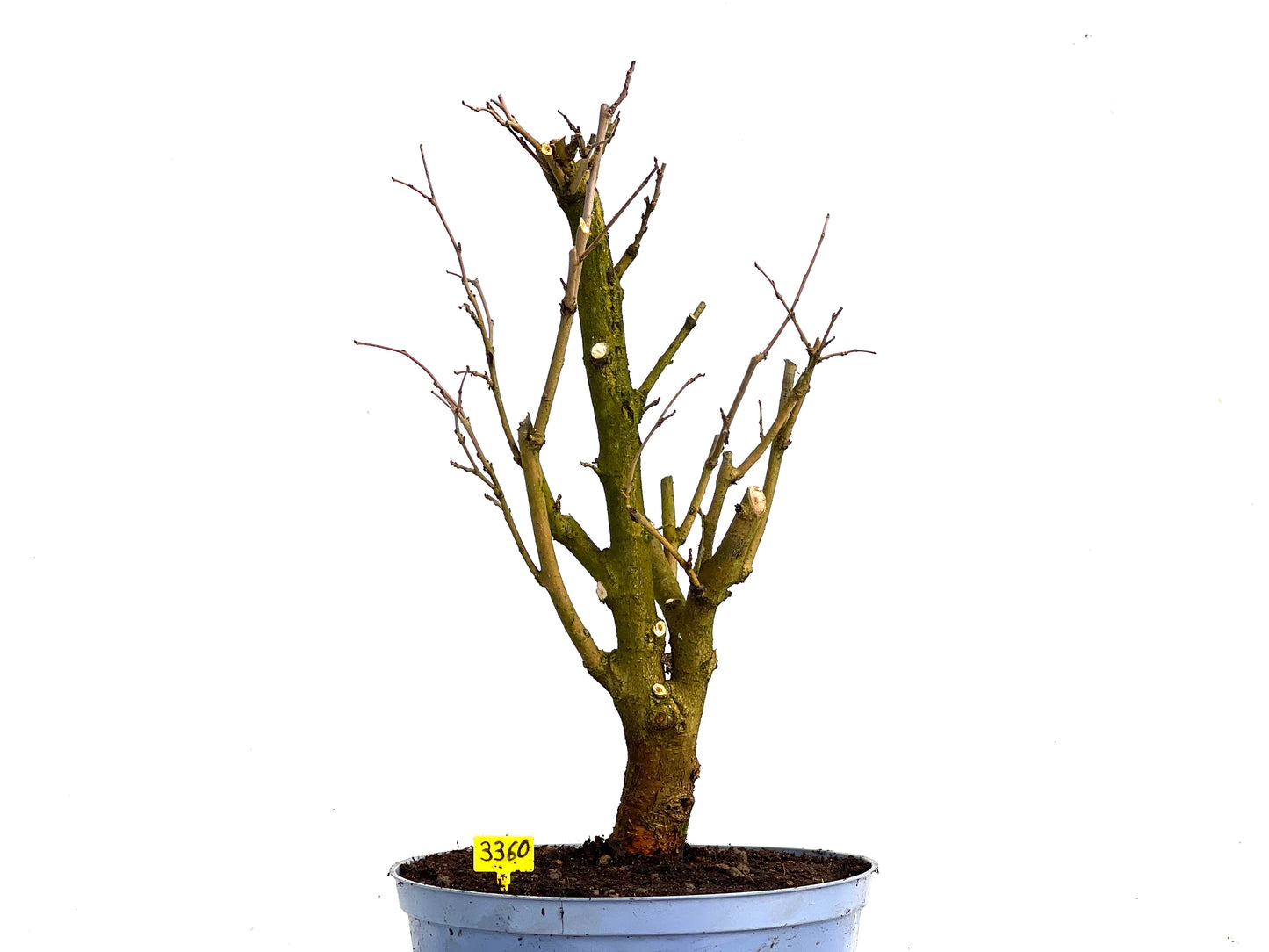 Morus Alba 3360