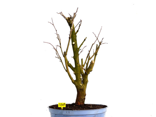 Morus Alba 3360