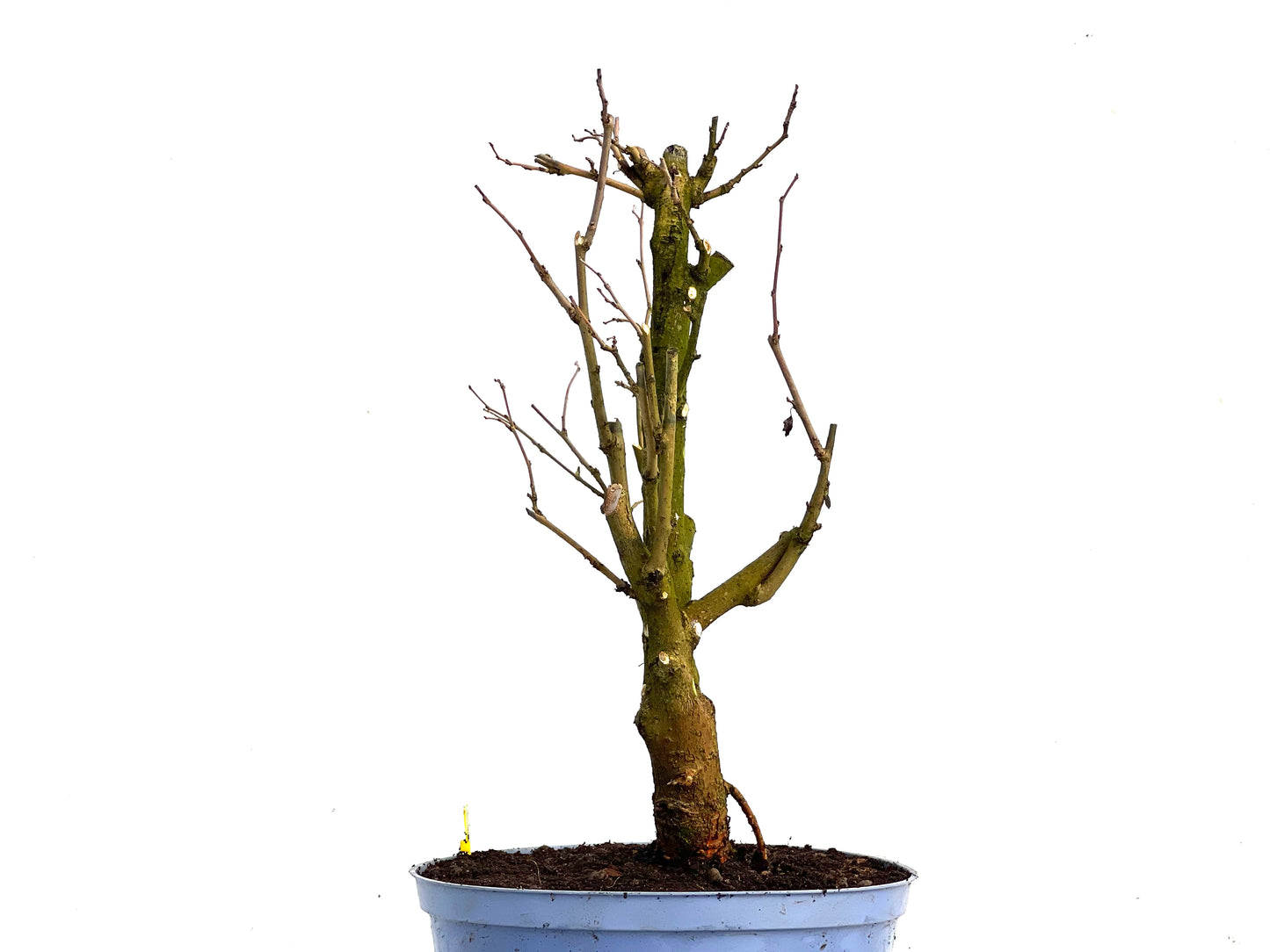 Morus Alba 3360