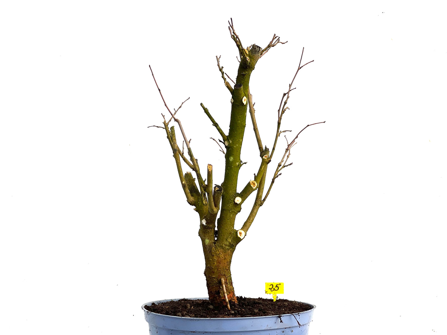 Morus Alba 3360
