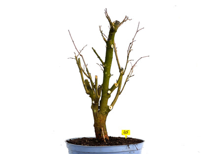 Morus Alba 3360