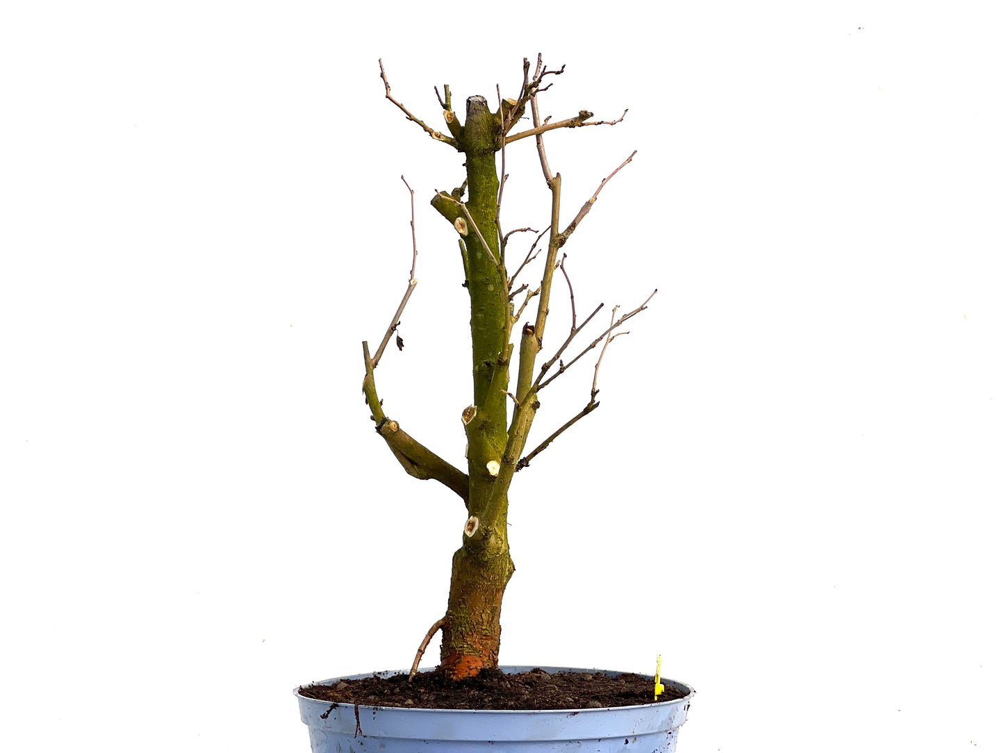 Morus Alba 3360