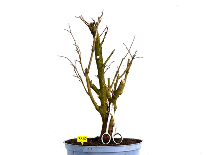 Morus Alba 3360