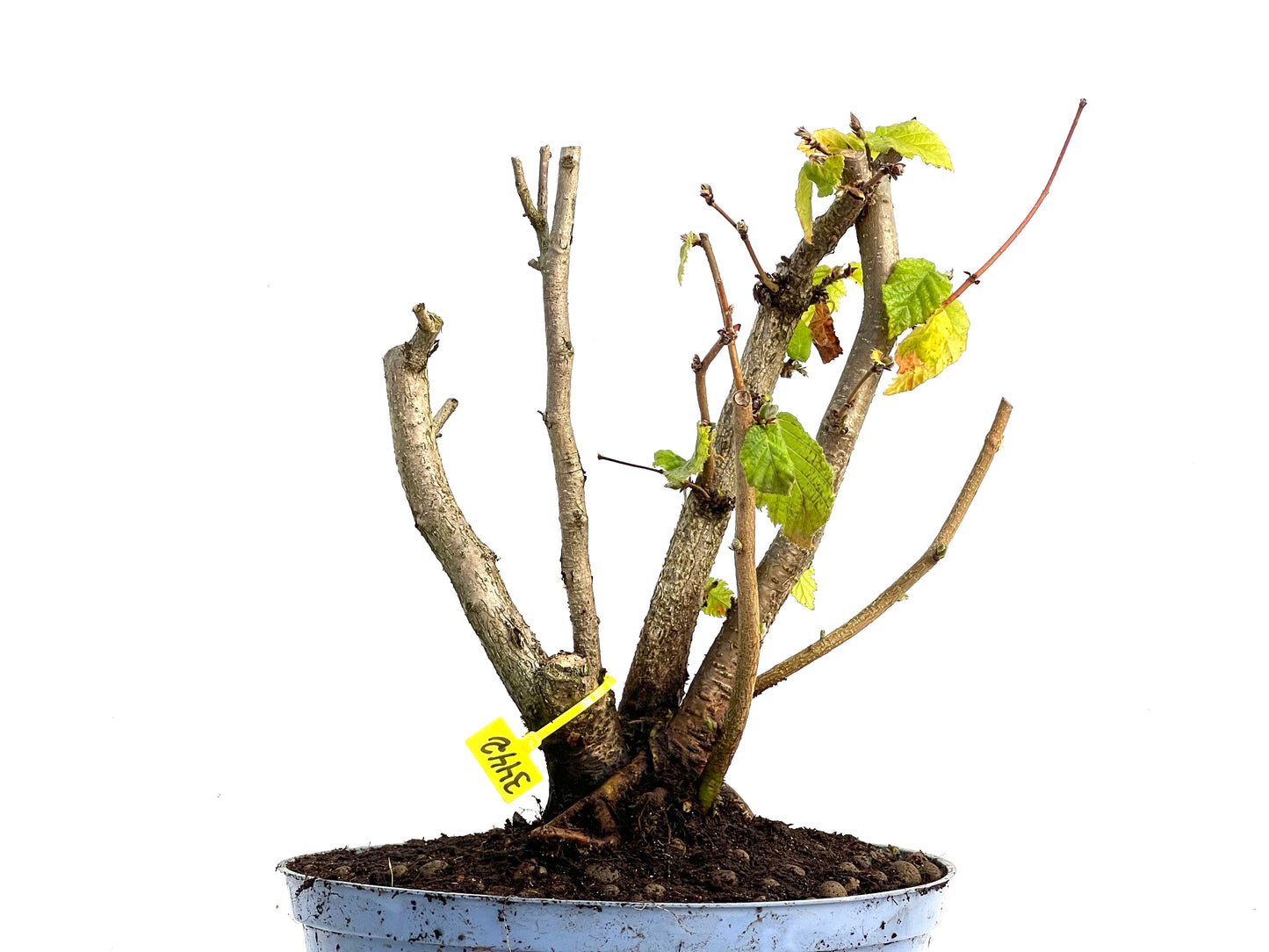 Corylus 3442