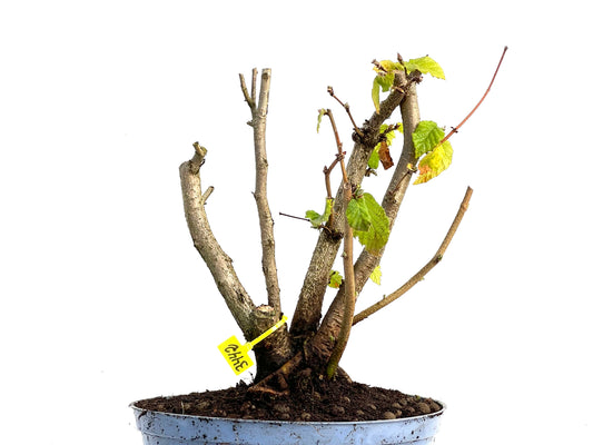 Corylus 3442