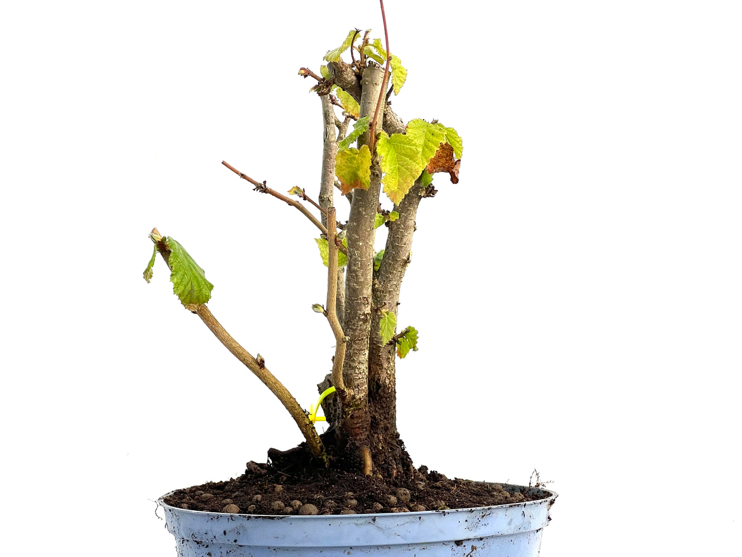 Corylus 3442