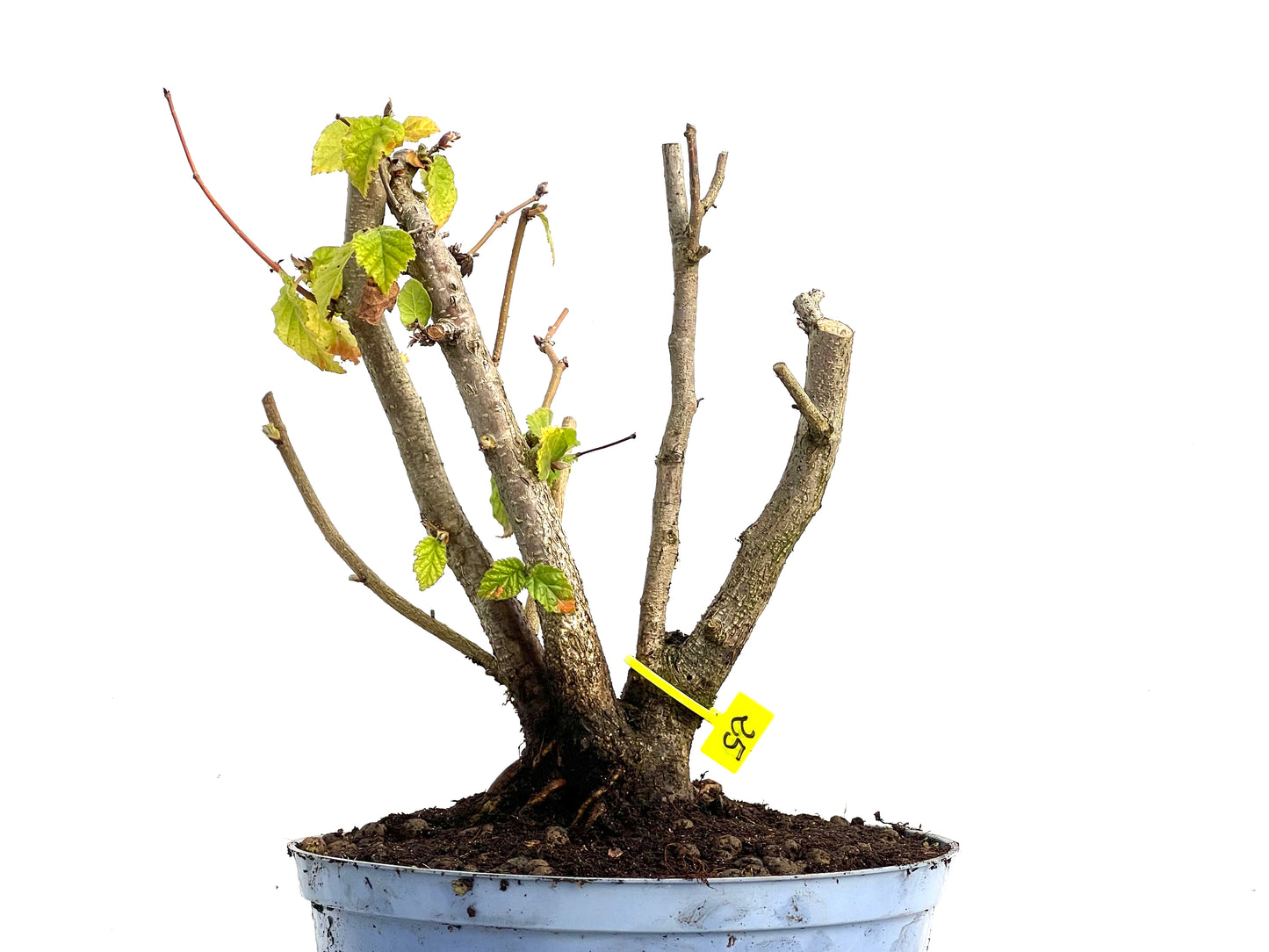 Corylus 3442