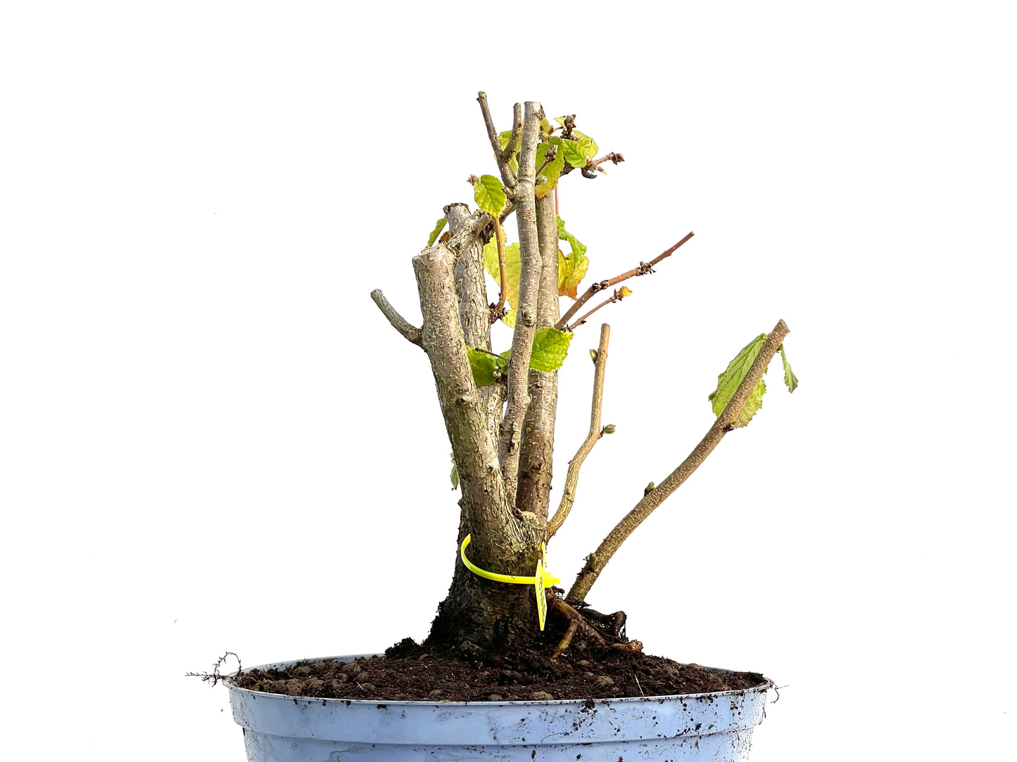 Corylus 3442