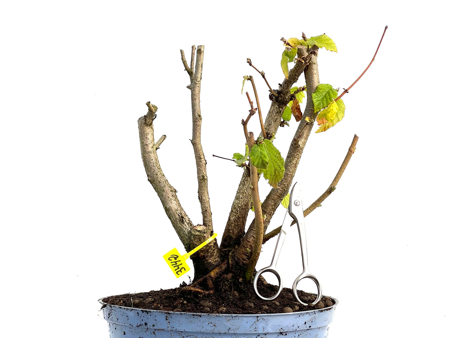 Corylus 3442